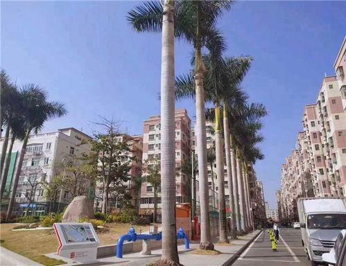 大浪新围最新爆料,最新爆料背后的惊人真相